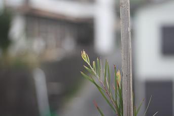 no380 山々の緑はもう夏の気配!(伊豆下田アトリエ活動 4月)_a0139315_12174625.jpg