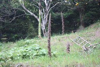 no380 山々の緑はもう夏の気配!(伊豆下田アトリエ活動 4月)_a0139315_12201027.jpg