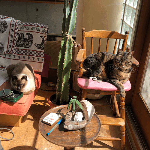 b0268815_10263682.gif