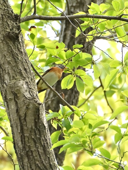 低気圧前　夏鳥探すも　冬の鳥アトリ＆シメのみだった　2018/4/16_d0129921_21474449.jpg