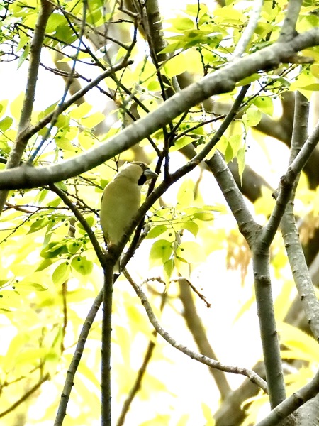 低気圧前　夏鳥探すも　冬の鳥アトリ＆シメのみだった　2018/4/16_d0129921_21475741.jpg