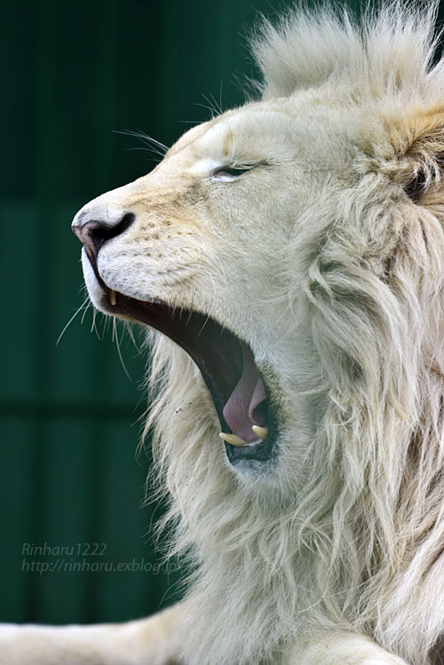 18 4 14 東北サファリパーク ホワイトライオンのポップくん White Lion 青空に浮かぶ月を眺めながら