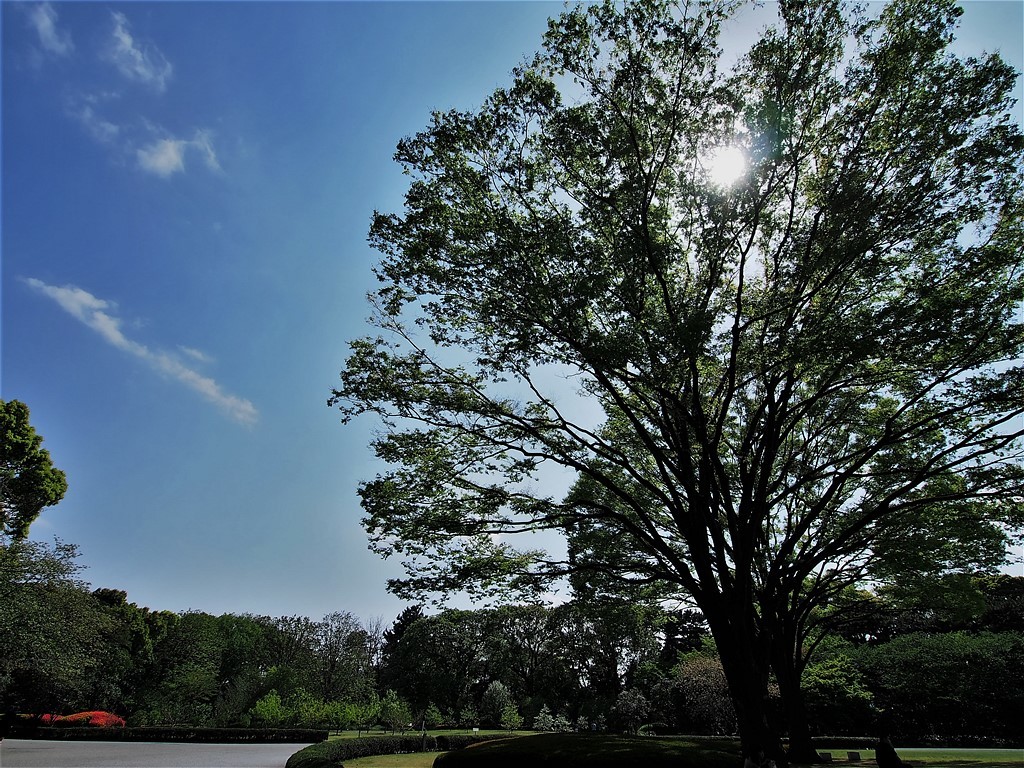 （今時季の）東御苑の風景_b0121731_10091467.jpg