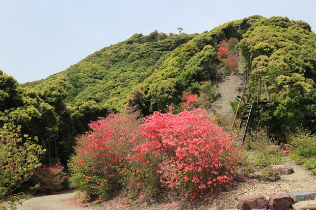 カマエカズラの花＆海峡の鐘（赤石山）！_e0272335_2065759.jpg