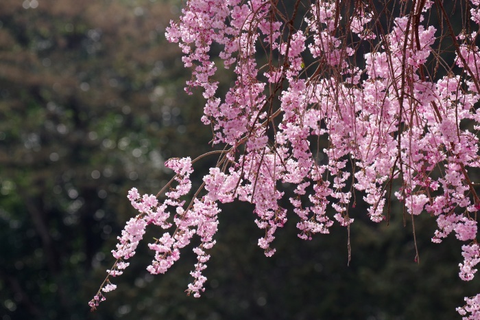 清雲寺のしだれ桜_b0144049_13440545.jpg