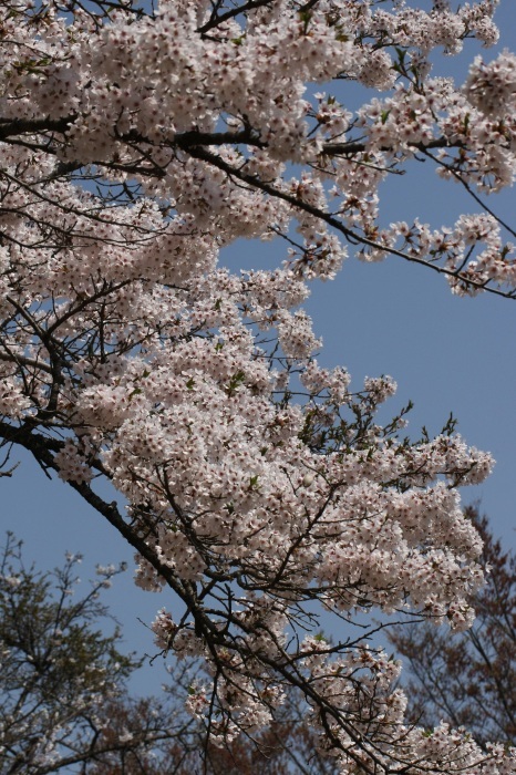 清雲寺のしだれ桜_b0144049_16110021.jpg