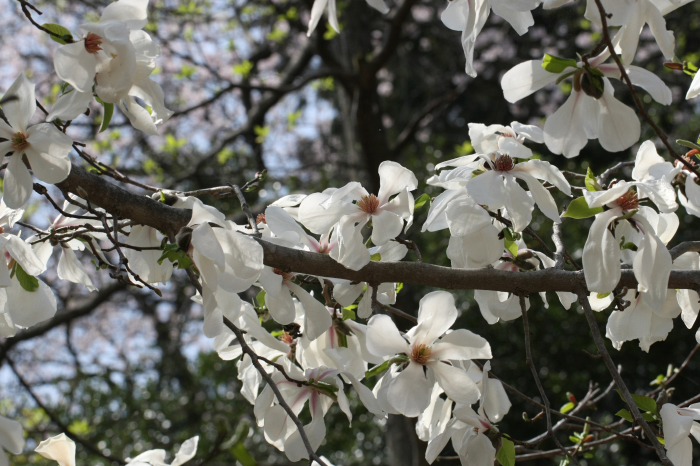 清雲寺のしだれ桜_b0144049_16184781.jpg