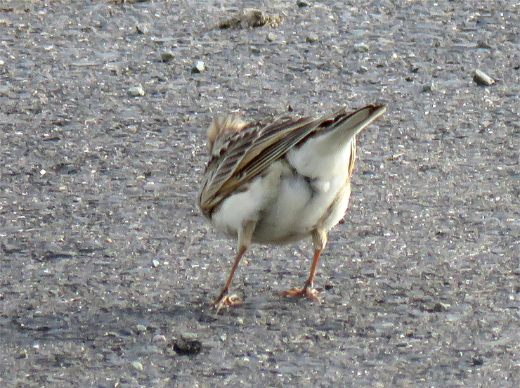 f0214649_04064125.jpg