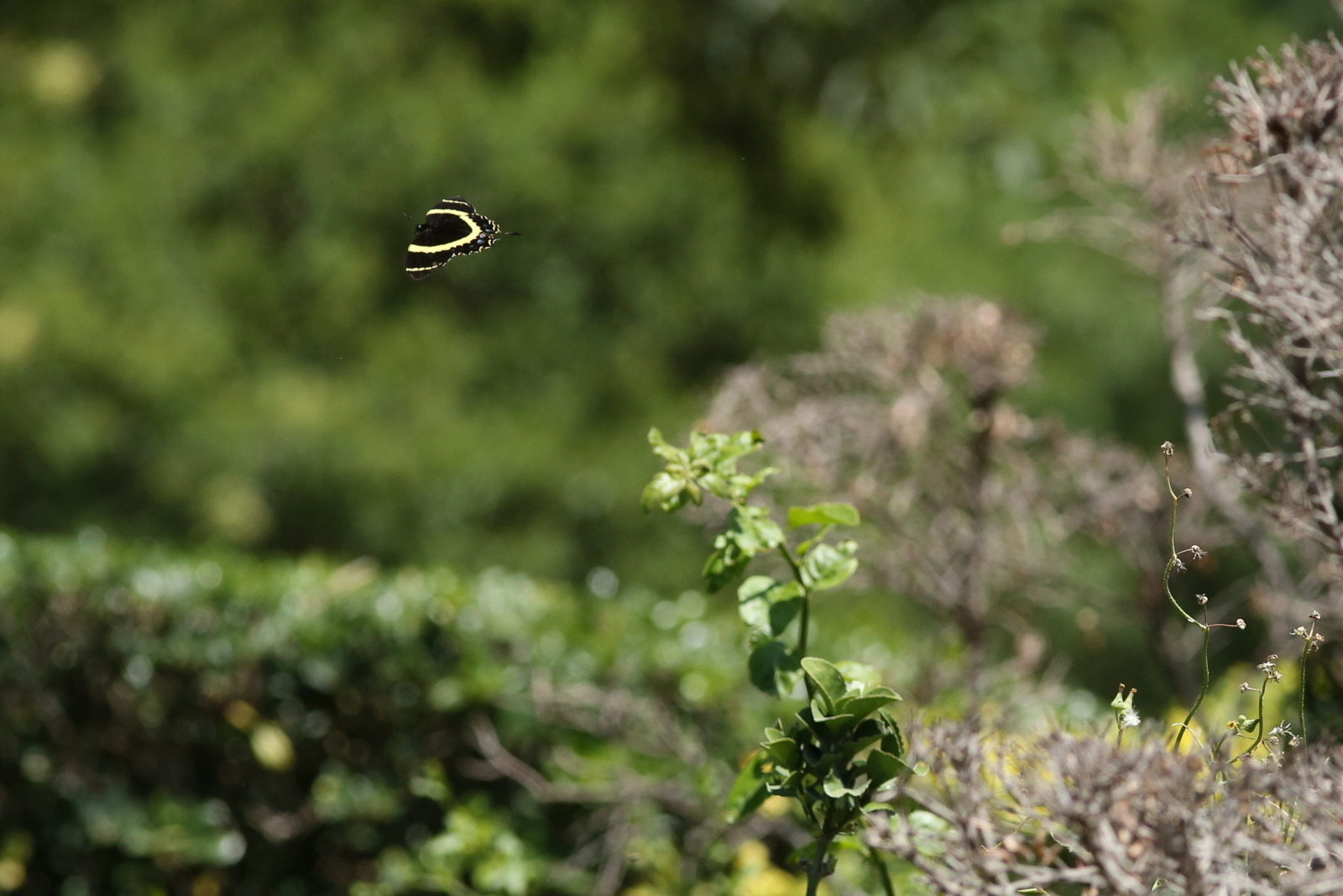 f0345350_06542674.jpg