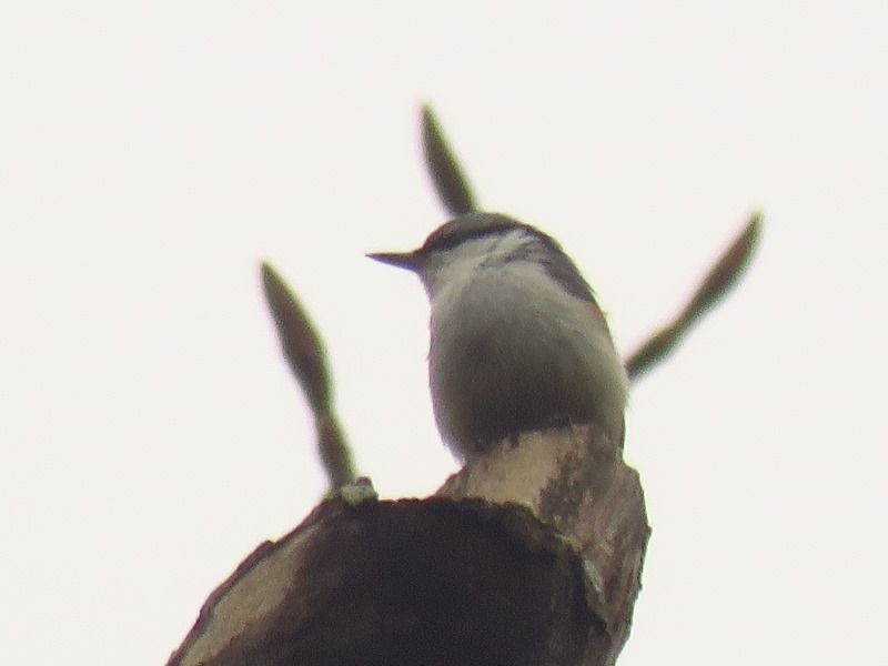 野鳥トレ１１８　オオルリ・コジュウカラ_b0227552_20041429.jpg