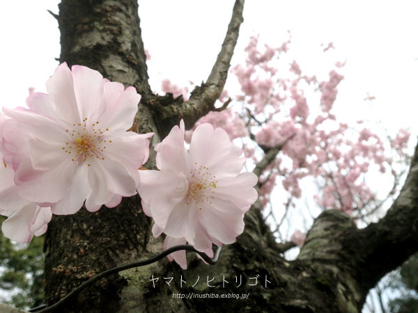 a0286855_06121898.jpg