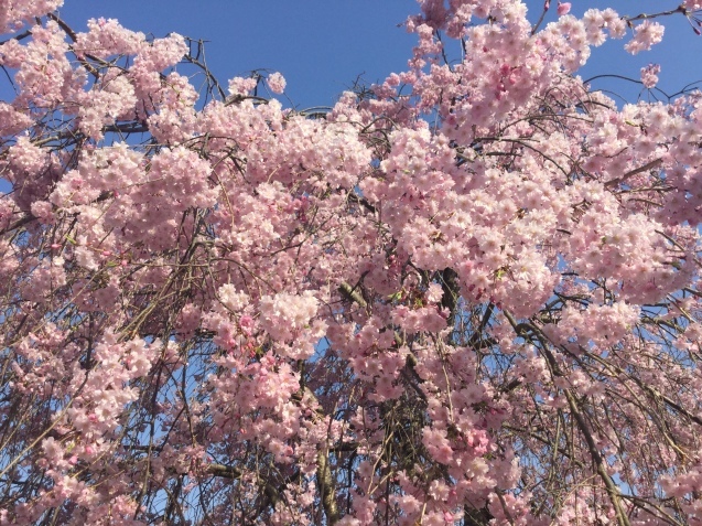 桜は桃色が好きです。_c0045655_00572538.jpg