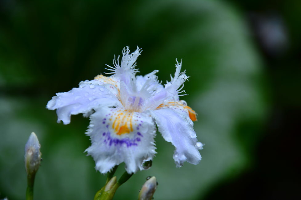 シャガの花とハナミズキ_f0185755_22041313.jpg