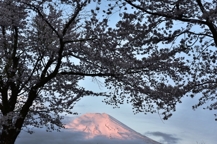 桜、可憐_a0307264_22255491.jpg