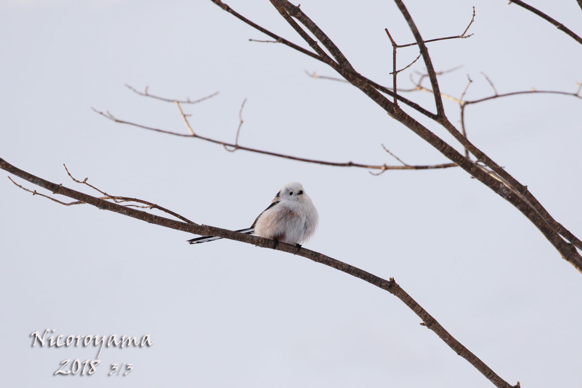 仁頃山　2018年3月　【2018-4～5】+おまけ_f0054366_13175520.jpg