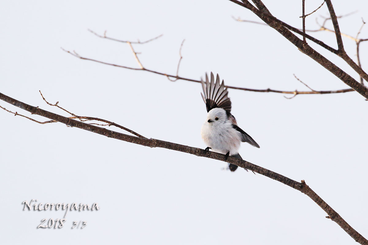 仁頃山　2018年3月　【2018-4～5】+おまけ_f0054366_13175601.jpg