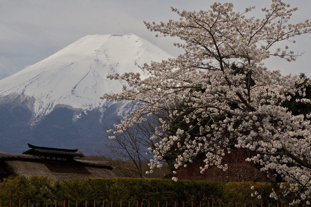 富士山とサクラ・・・その④_e0071967_20040100.jpg