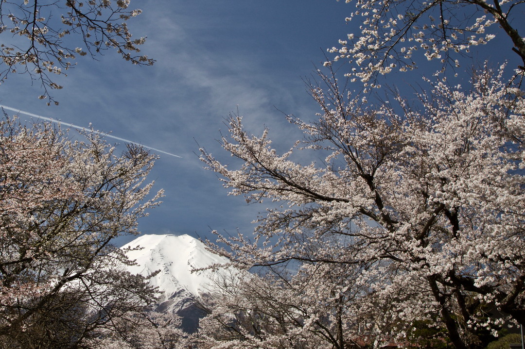 富士山とサクラ・・・その④_e0071967_200444.jpg