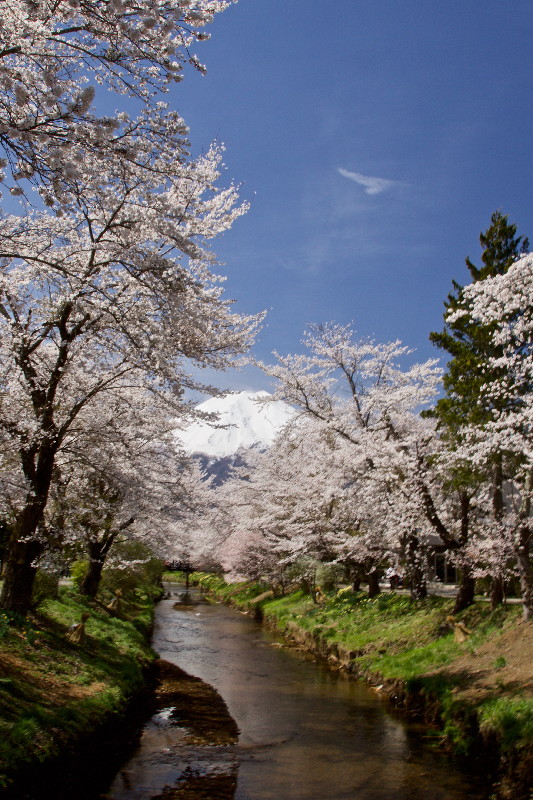 富士山とサクラ・・・その④_e0071967_2004824.jpg