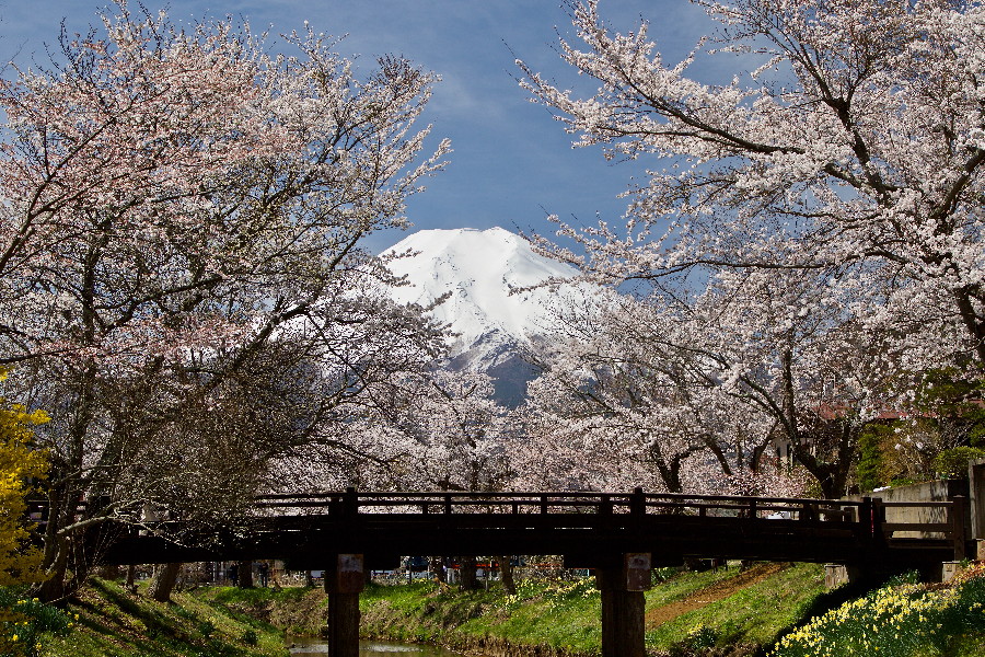 富士山とサクラ・・・その④_e0071967_2064470.jpg