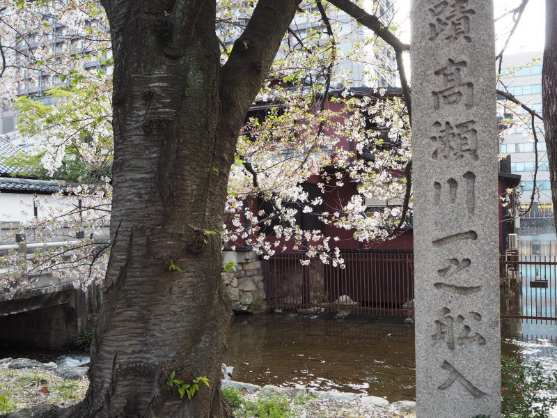 京都生活　～桜舞い散る季節～_c0218368_17331270.jpg