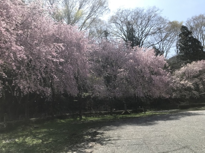 河川敷のシダレ桜_c0238069_10333749.jpeg