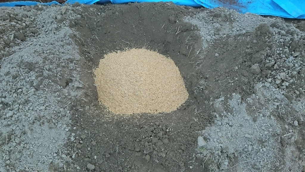 ブルーベリー植付け穴の土壌改良 その1 (排水対策)_d0358272_23474230.jpg