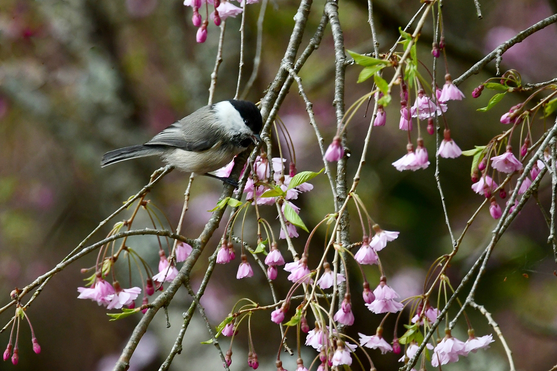 桜にコガラ_f0053272_22431506.jpg