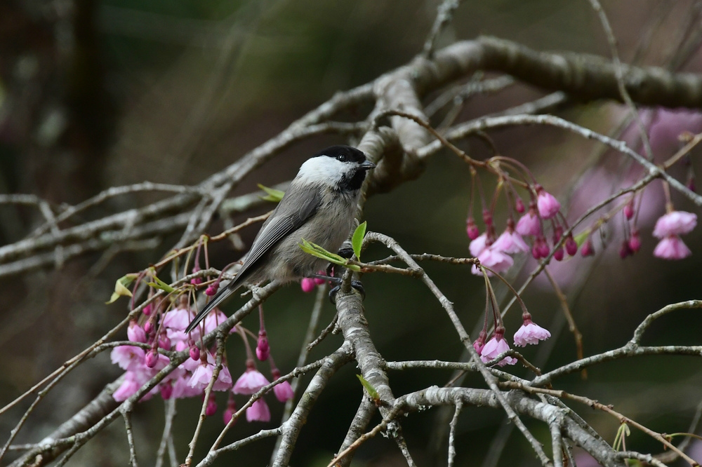 桜にコガラ_f0053272_22435846.jpg