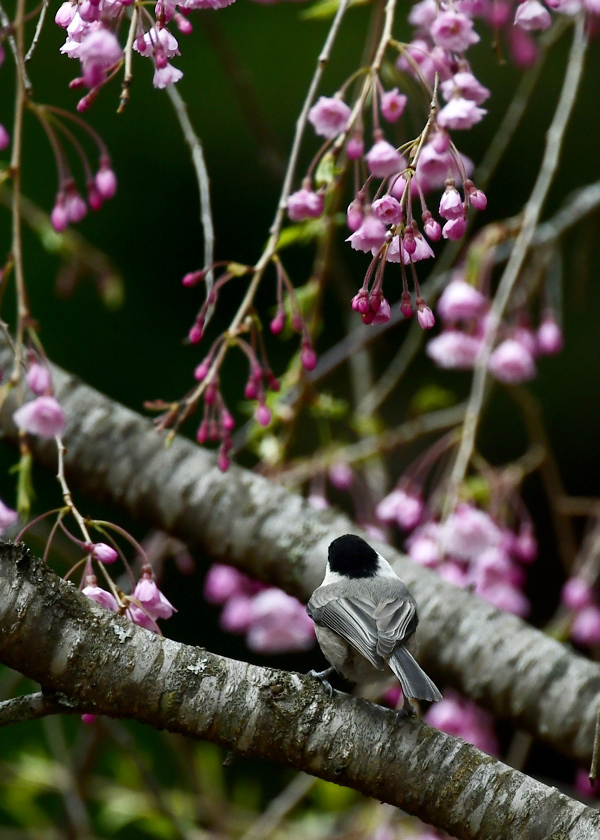 桜にコガラ_f0053272_22445568.jpg