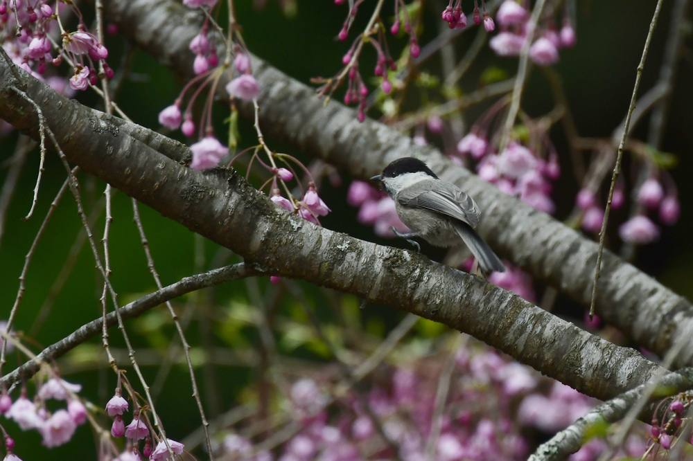 桜にコガラ_f0053272_22454455.jpg