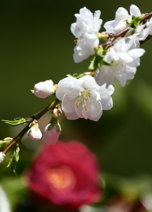 桜にコガラ_f0053272_22492817.jpg