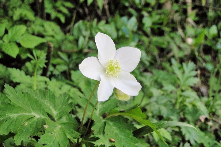 c0248473_20112692.jpg