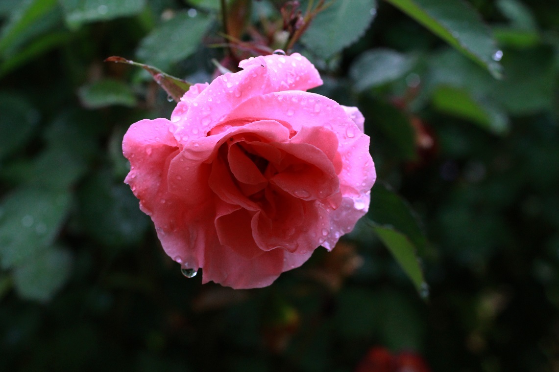 ～サンセットグロウ（薔薇）、オルレア、八重のツツジ、混葉のコデマリ_a0107574_13520027.jpg
