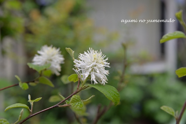 夢見るライラックの花♪_e0331878_22551457.jpg