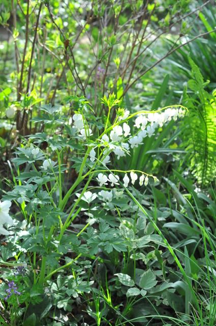 Dicentra spectabilis　ディケントラ　スペクタビリス_f0160480_20513350.jpg