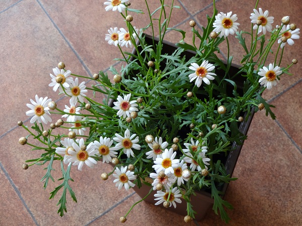 ブラウンアイ フラワーショップデリカの花日記