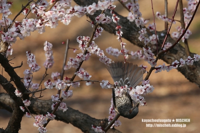 お花見鳥③杏＆ヒヨドリ_a0323488_22073357.jpg