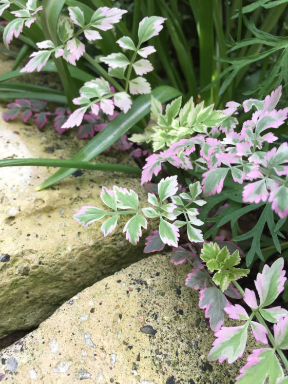 日陰のビオラ ｌupinus ｇarden Botaniの庭より