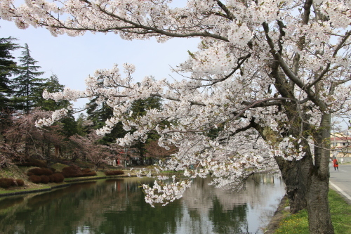 満開の桜を愛でながら、米沢キャンパスへ（２）2018．4.17_c0075701_15464482.jpg