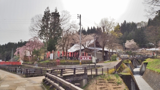 千手院の桜は八分咲き！_c0336902_20300232.jpg