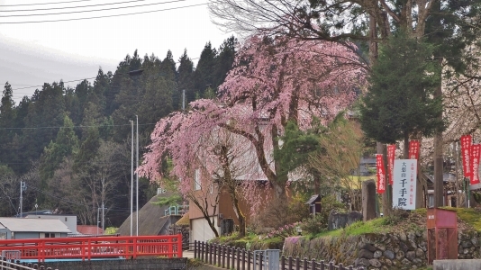 千手院の桜は八分咲き！_c0336902_20301198.jpg