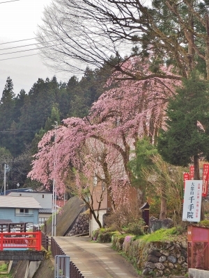 千手院の桜は八分咲き！_c0336902_20301415.jpg