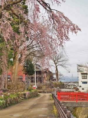 千手院の桜は八分咲き！_c0336902_20302301.jpg