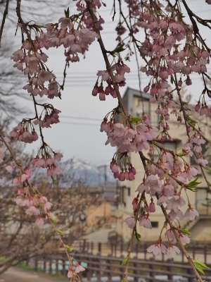 千手院の桜は八分咲き！_c0336902_20302717.jpg