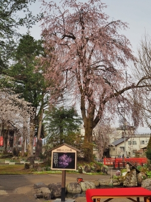 千手院の桜は八分咲き！_c0336902_20303230.jpg