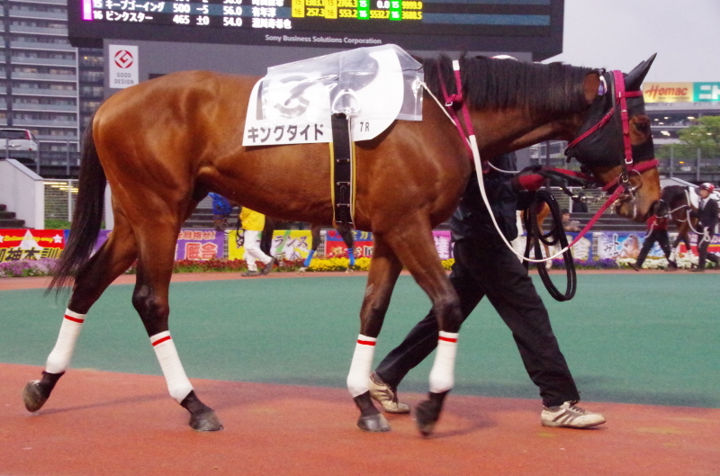 キングタイド 25戦目@大井競馬場 7R 2018.4.17_f0368205_18432333.jpg