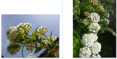 f0231709_17033659.gif