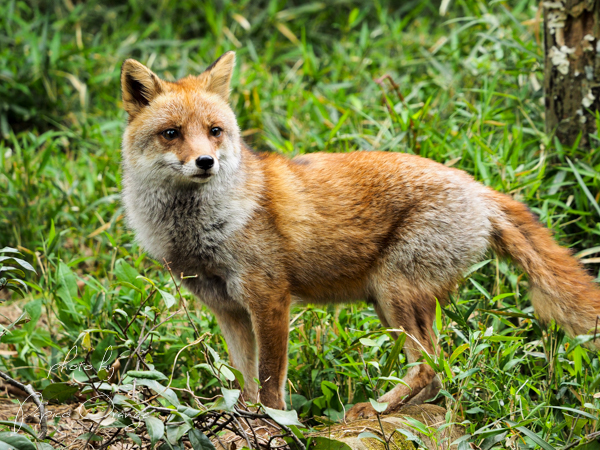 よこはま動物園ズーラシア　２０１８年４月１４日_f0321610_22374187.jpg