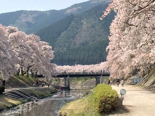 のどかな美しさに感動 鮎河の千本桜　_d0341811_23382994.jpg